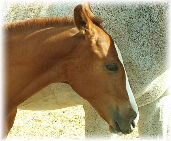 Snímek 009.jpg