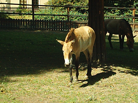 Koníci kladruby 010.jpg