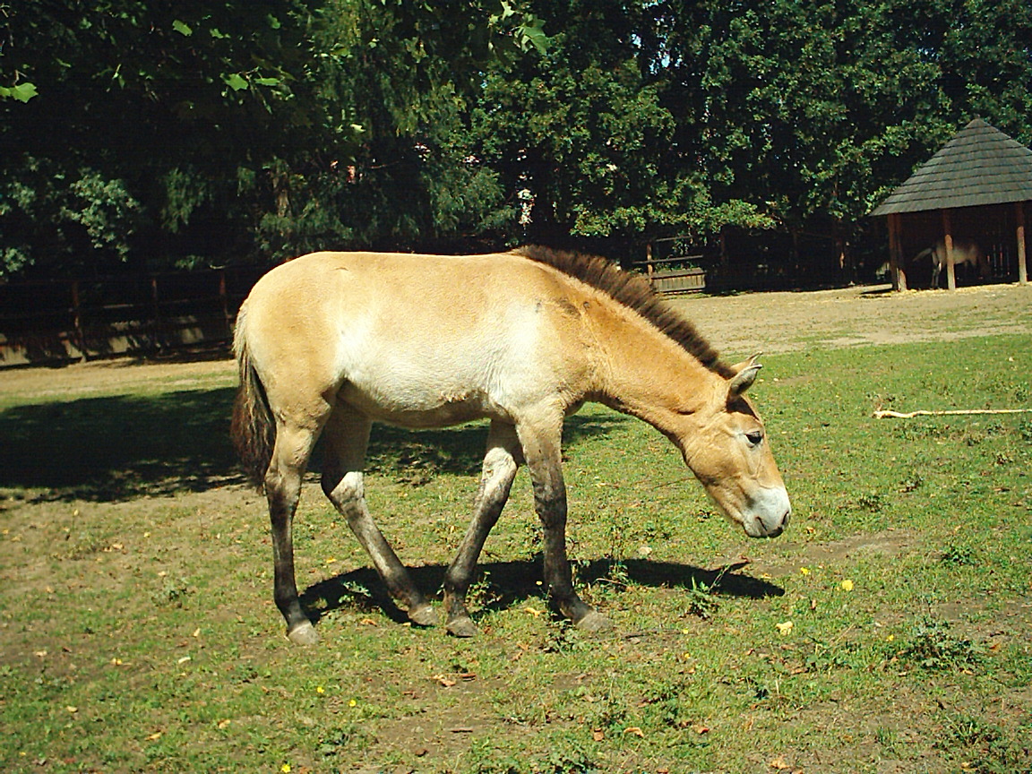 Koníci kladruby 011.jpg