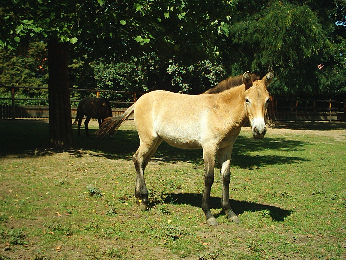 Koníci kladruby 013.jpg