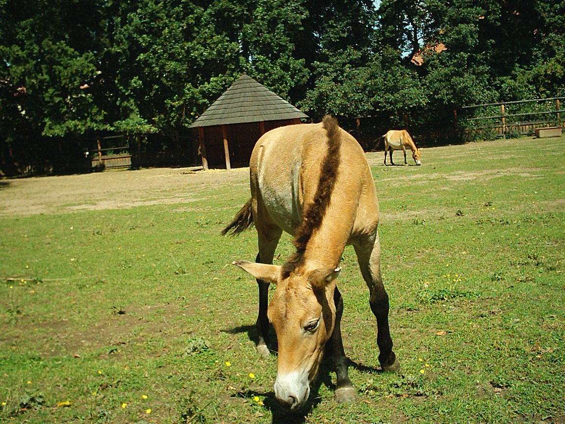 Koníci kladruby 018.jpg
